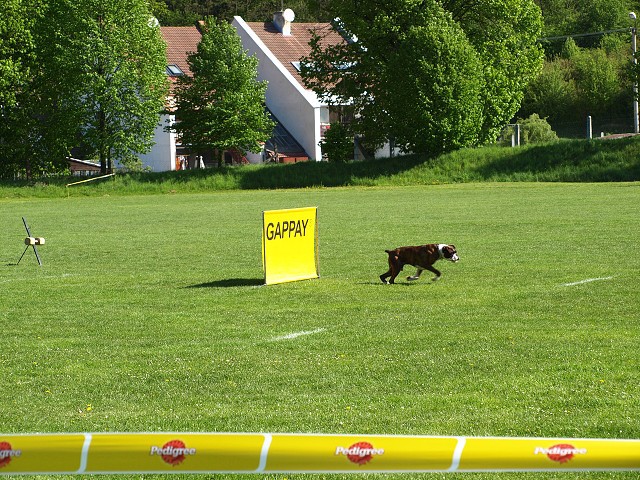www.atibox.net * www.euroboxer.eu * www.boxergenealogia.eu